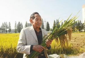 高產(chǎn)粳稻