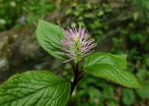 緋紅金粟蘭 緋紅金粟蘭