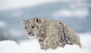 雪豹 雪豹