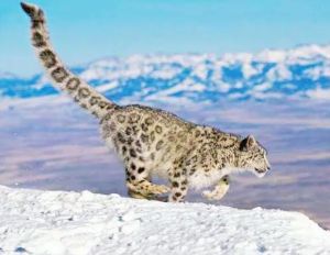 雪豹 雪豹