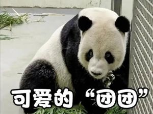 大熊貓團(tuán)團(tuán) 大熊貓團(tuán)團(tuán)