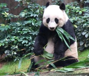 大熊貓團(tuán)團(tuán) 大熊貓團(tuán)團(tuán)