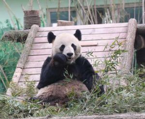 大熊貓團(tuán)團(tuán) 大熊貓團(tuán)團(tuán)