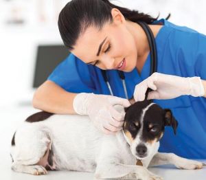 寵物醫(yī)院 寵物醫(yī)院