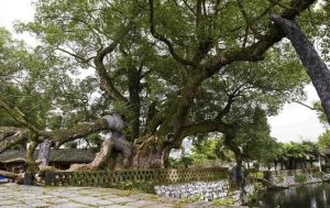 920歲古樟如今獨(dú)樹成園了