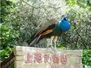 上海動(dòng)物園
