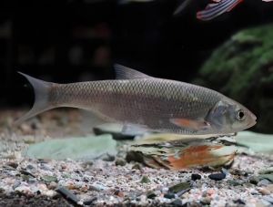 東北雅羅魚(yú)