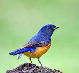 棕腹大仙鹟 棕腹大仙鹟