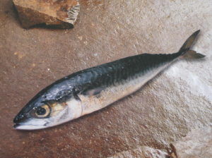 鯖魚(yú)