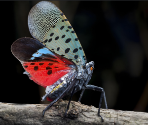 斑衣蠟蟬 斑衣蠟蟬