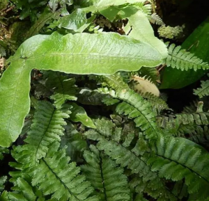 羽裂星蕨 羽裂星蕨