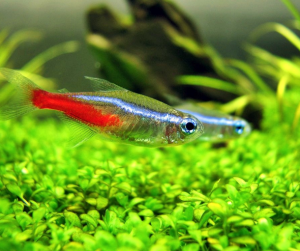 紅綠燈魚(yú)