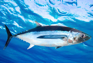 長鰭金槍魚